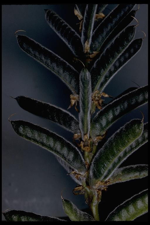 Lupinus sp. Lupinus sp.