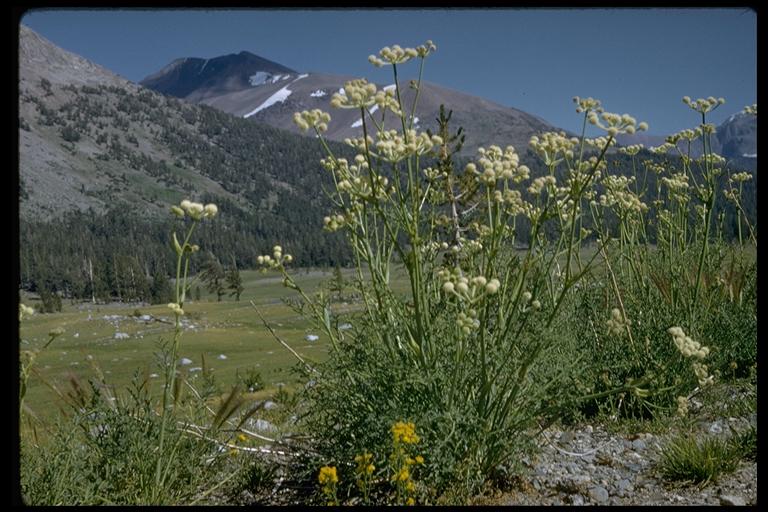 Sphenosciadium capitellatum