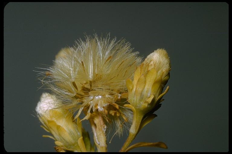 Symphyotrichum frondosum