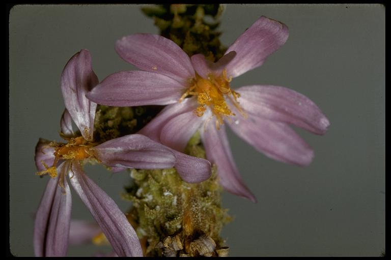 Dieteria canescens var. leucanthemifolia