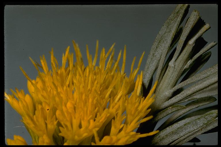 Ericameria nauseosa