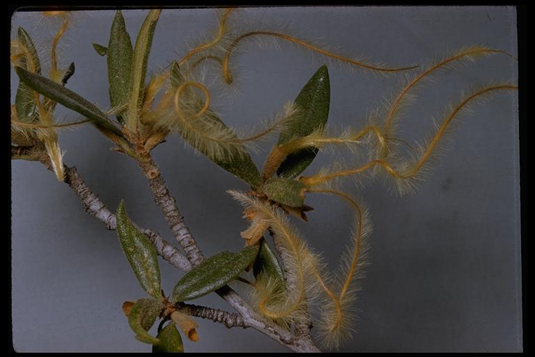 Cercocarpus ledifolius Cercocarpus ledifolius