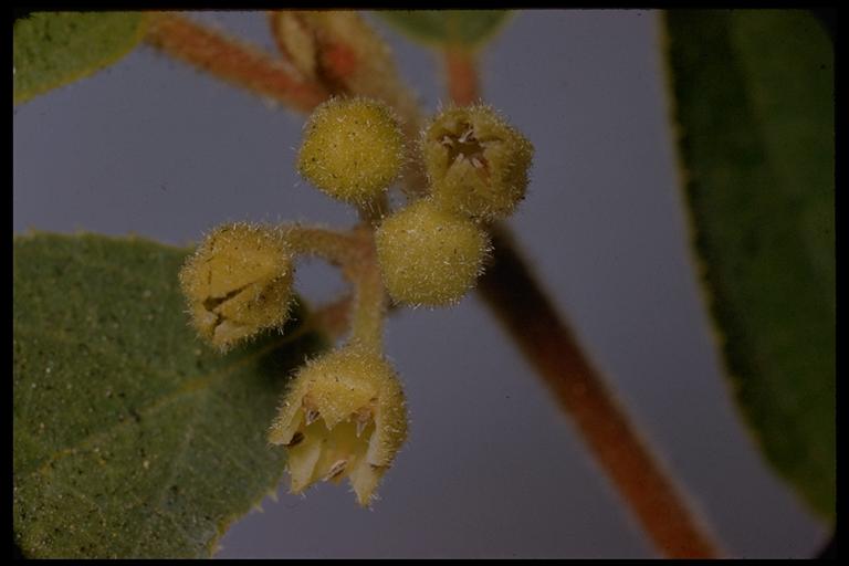 Frangula rubra ssp. rubra