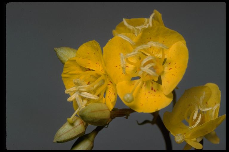Chylismia claviformis ssp. integrior Chylismia claviformis ssp. integrior