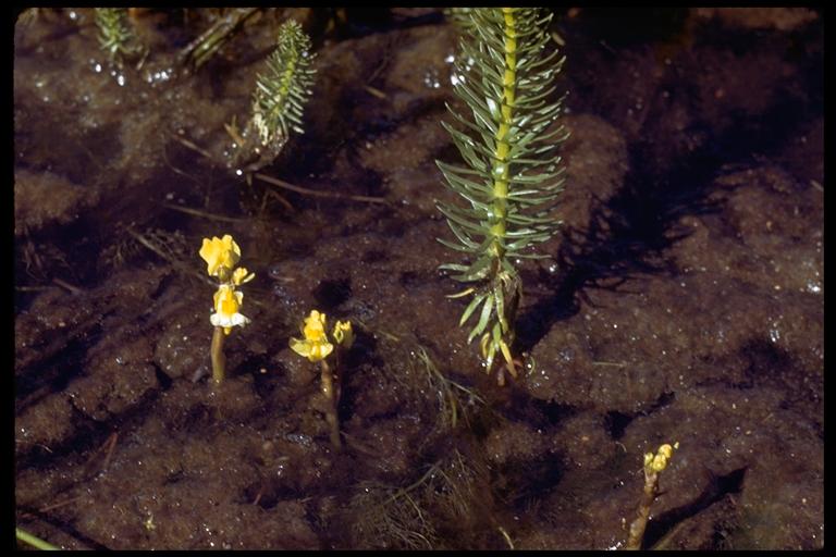 Utricularia macrorhiza Utricularia macrorhiza