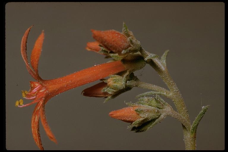 Ipomopsis aggregata Ipomopsis aggregata
