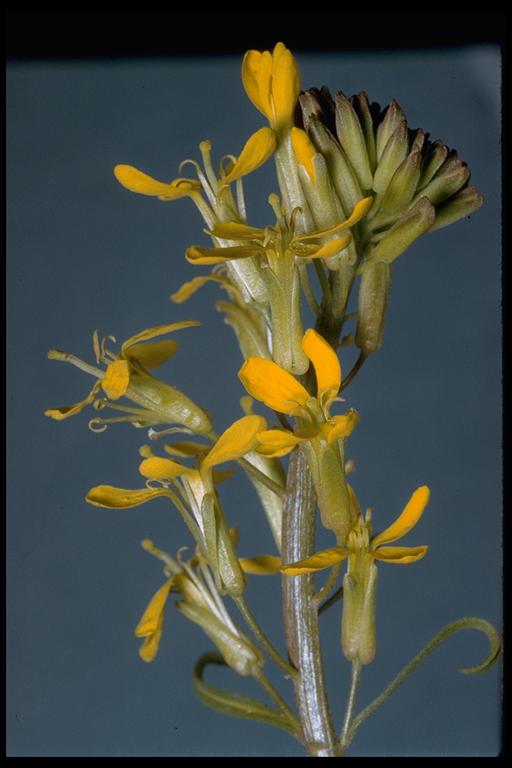 Erysimum perenne
