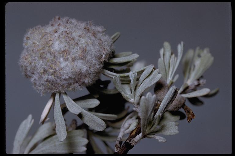 Artemisia sp. Artemisia sp.