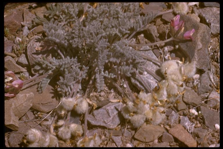 Astragalus purshii