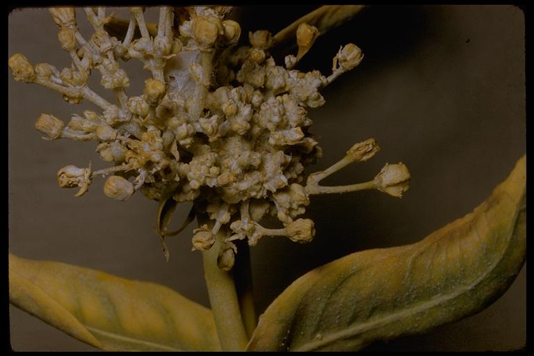 Asclepias sp. Asclepias sp.