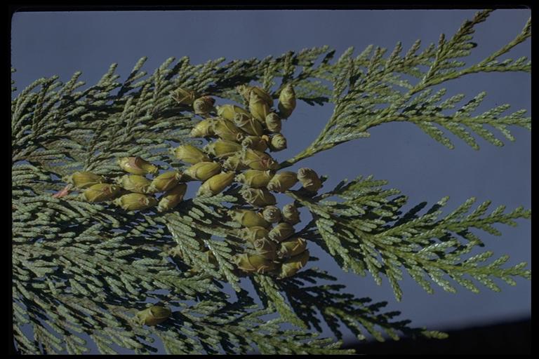 Thuja plicata