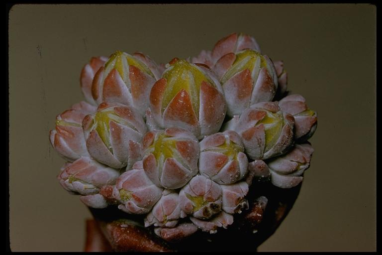 Dudleya farinosa Dudleya farinosa