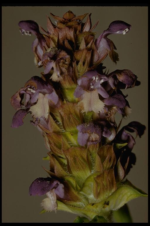 Prunella vulgaris Prunella vulgaris