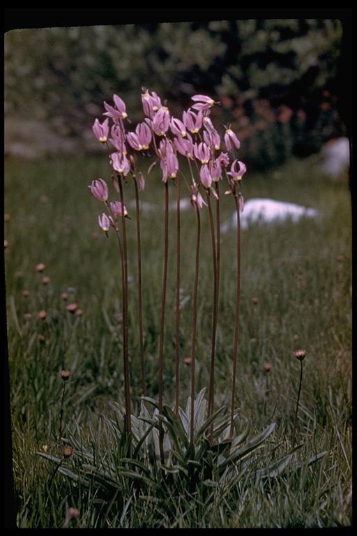 Primula tetrandra