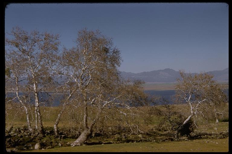 Platanus racemosa Platanus racemosa