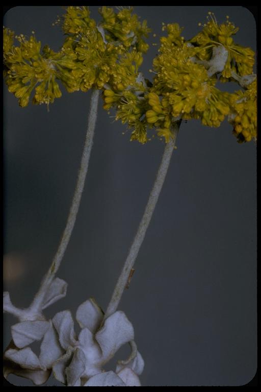 Eriogonum crocatum