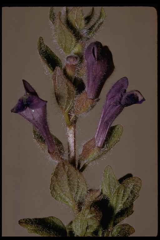 Scutellaria tuberosa