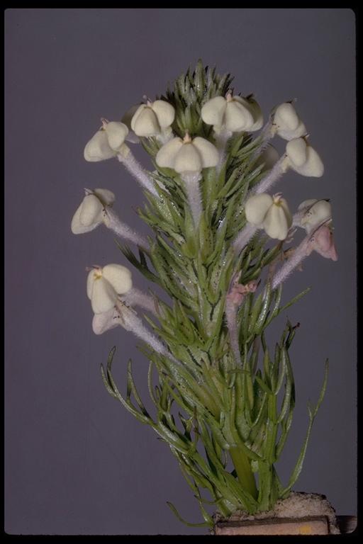 Triphysaria versicolor ssp. versicolor