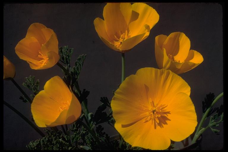 Eschscholzia californica Eschscholzia californica