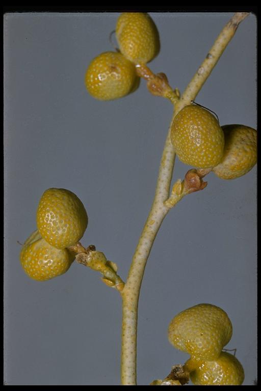 Thamnosma montana