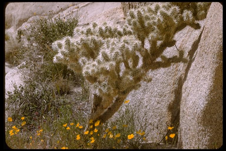 Opuntia sp. Opuntia sp.