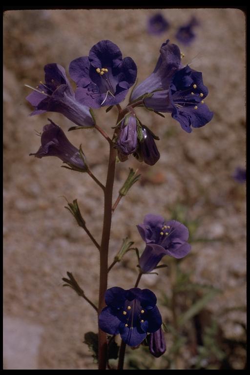 Phacelia campanularia Phacelia campanularia