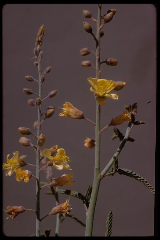 Hoffmannseggia microphylla