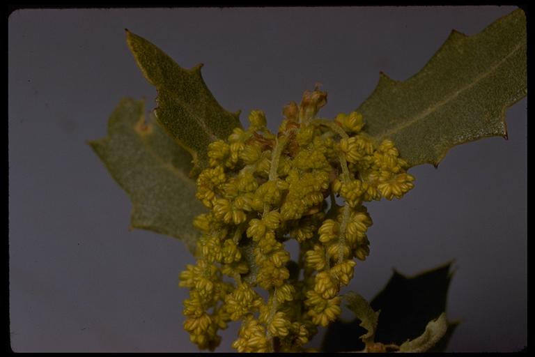 Quercus cornelius-mulleri