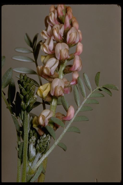 Astragalus sp. Astragalus sp.