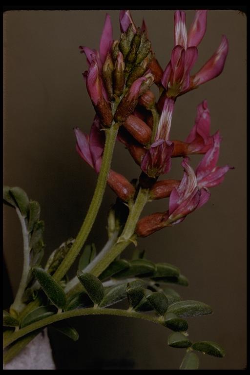 Astragalus sp. Astragalus sp.