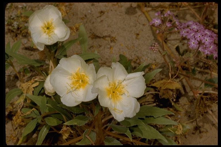 Oenothera deltoides