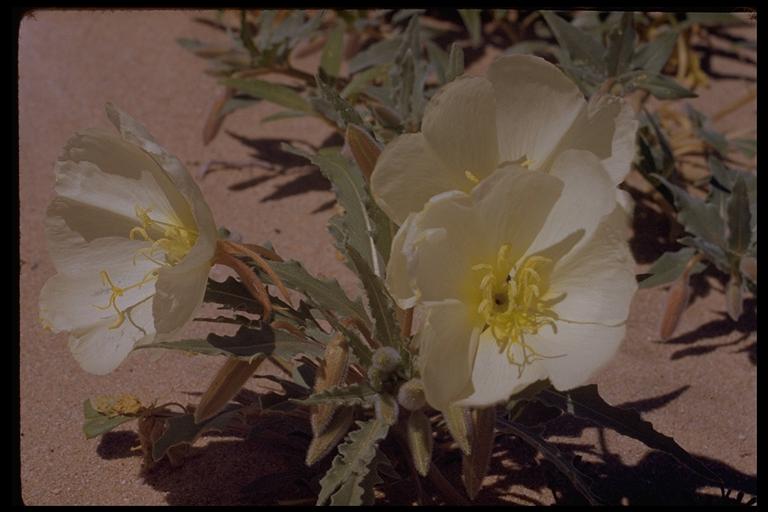 Oenothera deltoides