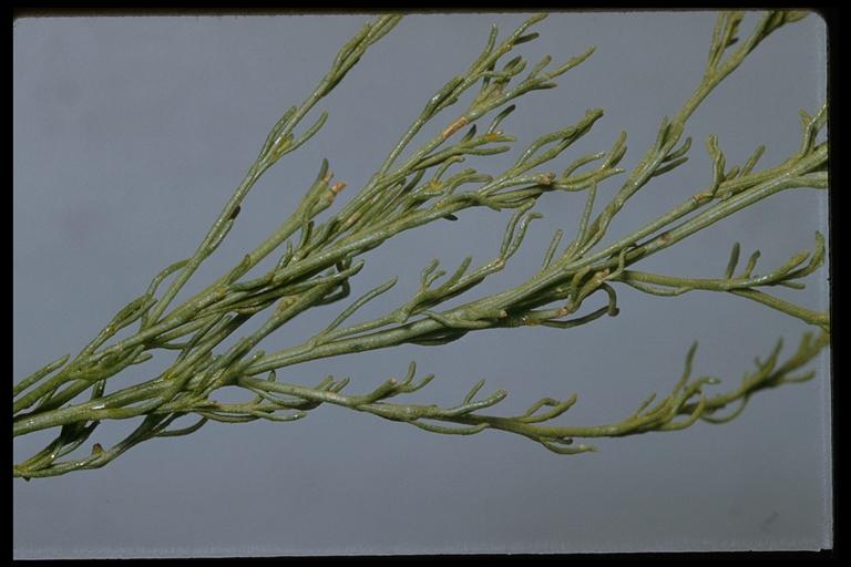 CalPhotos: Adenostoma sparsifolium; Ribbon Wood