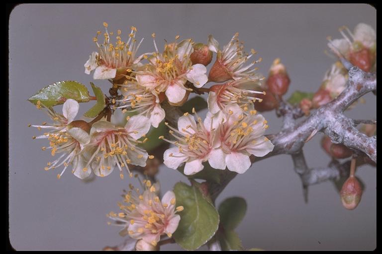 Prunus fremontii