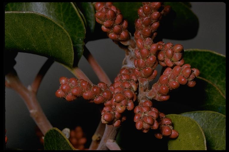 Rhus ovata Rhus ovata