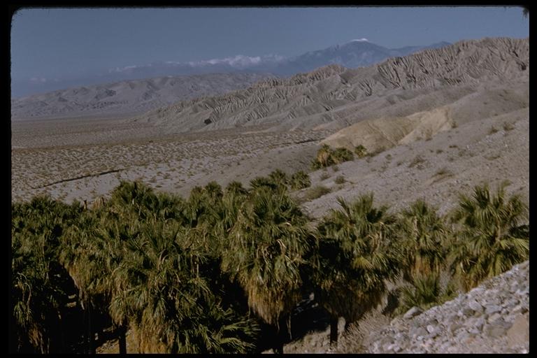 Washingtonia filifera Washingtonia filifera
