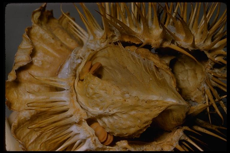 Datura wrightii