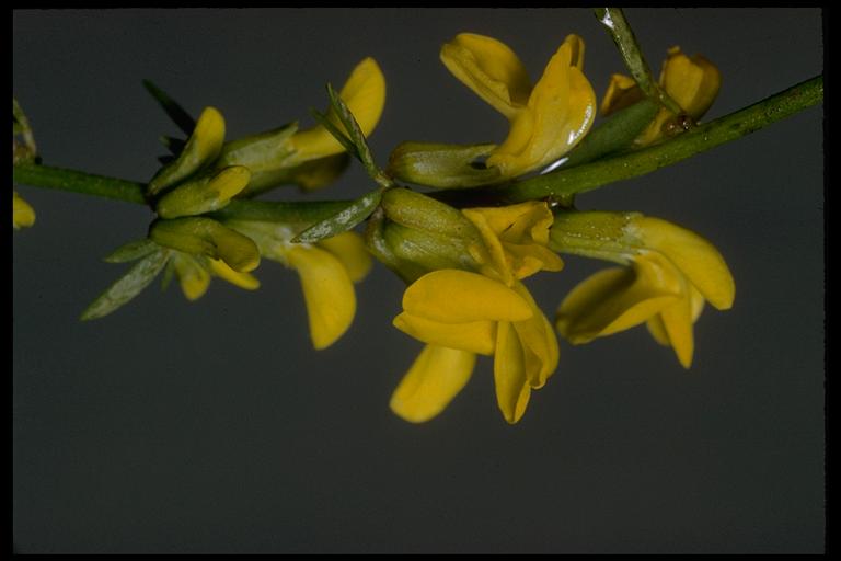 Acmispon glaber Acmispon glaber