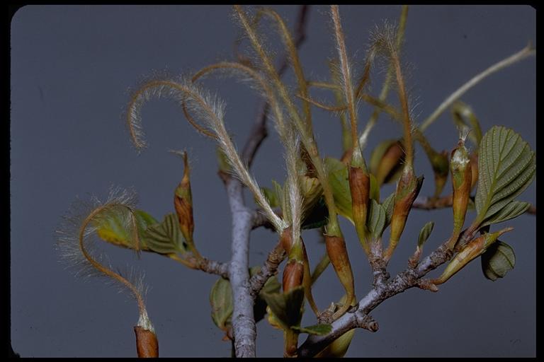 Cercocarpus betuloides
