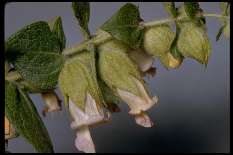 Lepechinia calycina