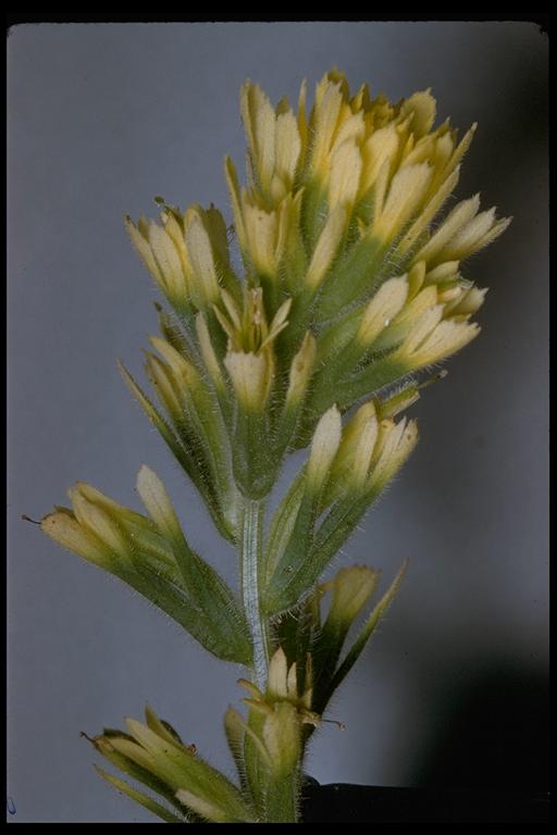Castilleja latifolia Castilleja latifolia
