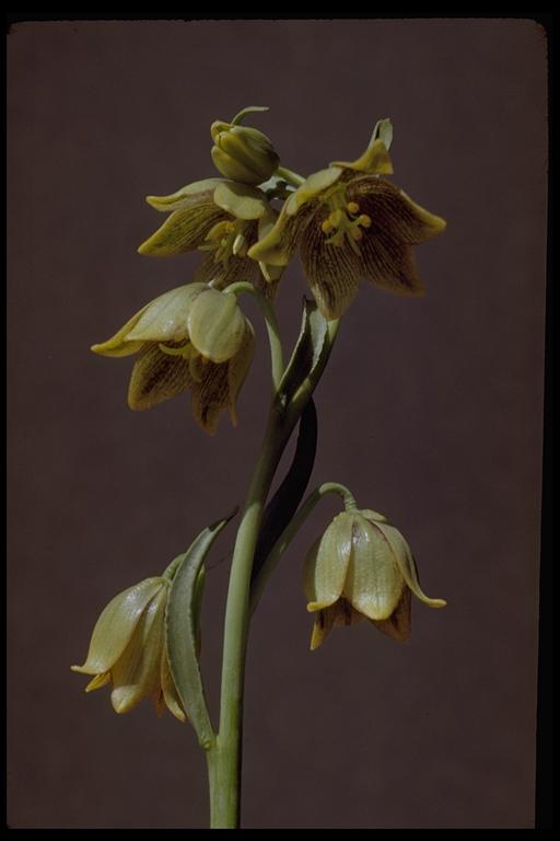 Fritillaria agrestis