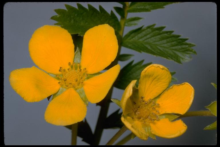 Potentilla anserina Potentilla anserina