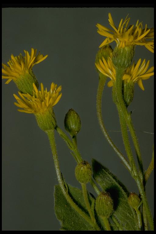 Heterotheca grandiflora