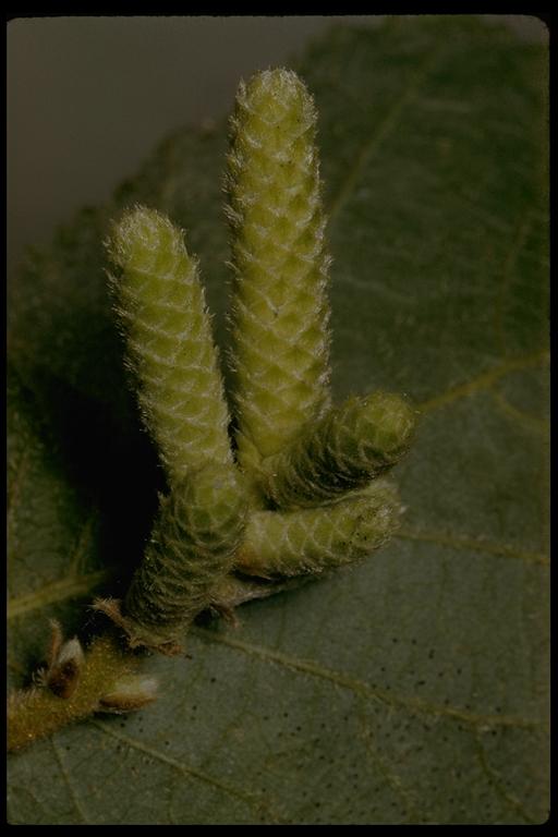 Corylus cornuta ssp. californica