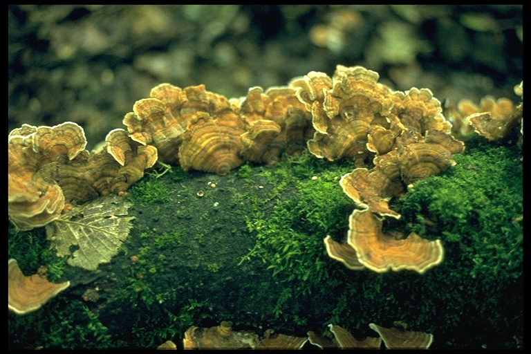 Trametes versicolor Trametes versicolor
