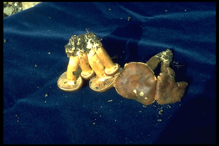 Cortinarius distans