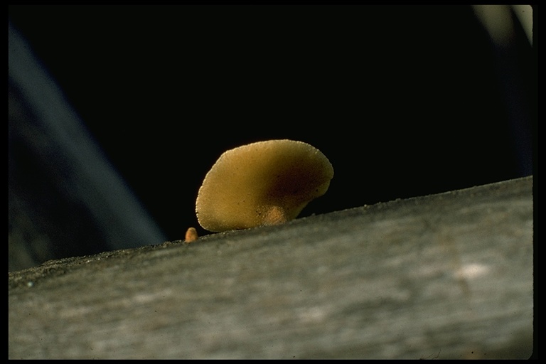 Crepidotus mollis Crepidotus mollis