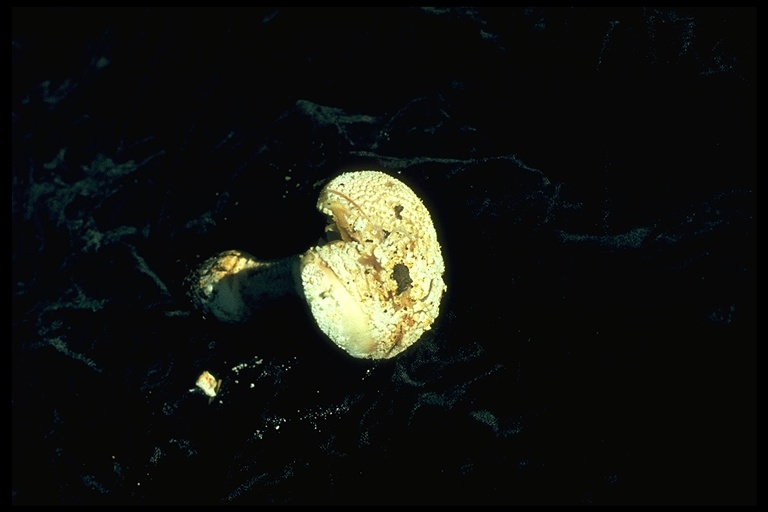 Amanita novinupta Amanita novinupta