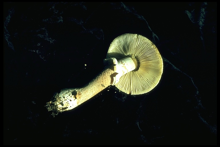 Amanita sp. Amanita sp.